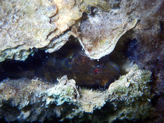 Tridentiger trigonocephalus