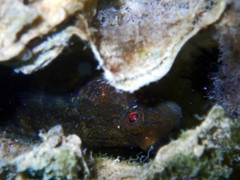 Tridentiger trigonocephalus