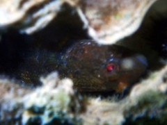 Tridentiger trigonocephalus