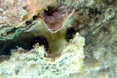 Tridentiger trigonocephalus