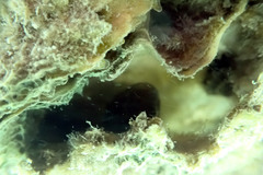 Tridentiger trigonocephalus