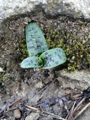 Orchis provincialis
