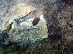 Tridentiger trigonocephalus