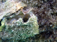 Tridentiger trigonocephalus