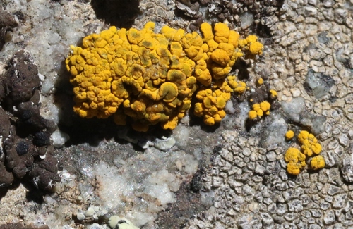 Sagebrush Goldspeck Lichen
