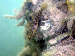 Tridentiger trigonocephalus