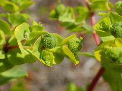 Euphorbia flavicoma