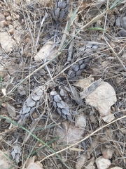 Blepharis scindica