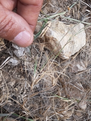 Blepharis scindica