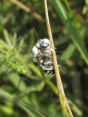 Anthophora ponomarevae