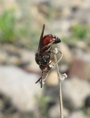 Pasites maculatus