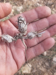 Blepharis scindica
