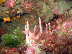 Halichondria semitubulosa
