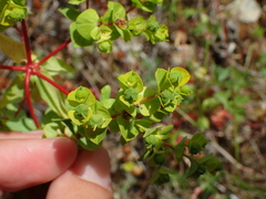 Euphorbia flavicoma