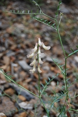 Vicia costata
