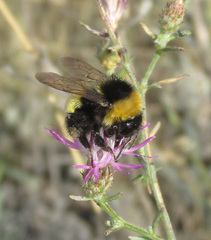 Bombus zonatus
