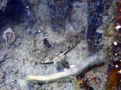 Favonigobius