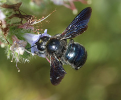 Xylocopa iris