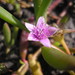 Sea Purslane - Photo (c) abelkinser, some rights reserved (CC BY-NC)