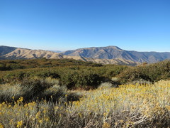 Quercus garryana semota