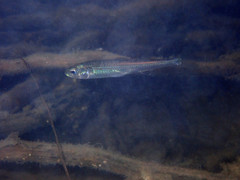 Kestratherina brevirostris