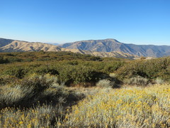 Quercus garryana semota