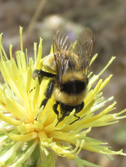 Bombus zonatus