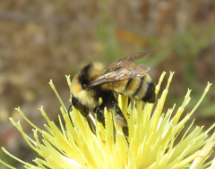 Bombus zonatus