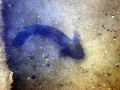 Cryptocentroides gobioides
