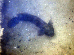 Cryptocentroides gobioides