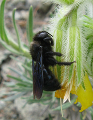 Xylocopa iris