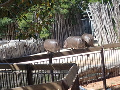 Hippopotamus amphibius
