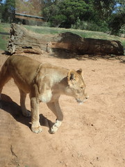 Panthera leo