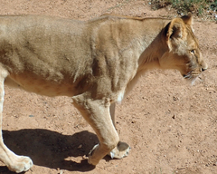 Panthera leo