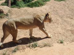 Panthera leo