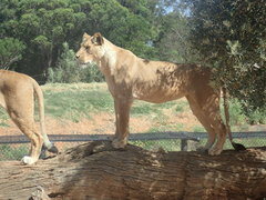 Panthera leo