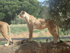 Panthera leo