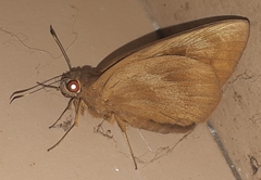 Erionota thrax