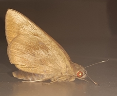 Erionota thrax