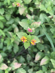 Lantana camara image