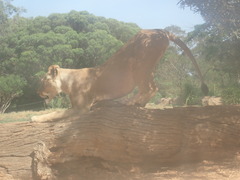 Panthera leo