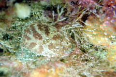 Polyclinidae