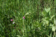 Vicia galilaea