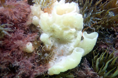Calcarea