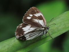 Melanargia epimede