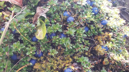 Gaultheria trichophylla Royle