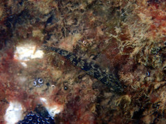Redigobius macrostoma