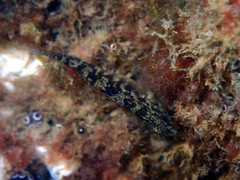Redigobius macrostoma