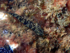 Redigobius macrostoma