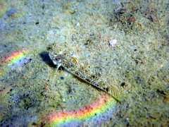 Favonigobius